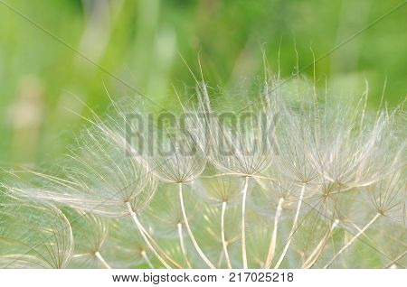 Yellow salsify flower seeds. Western salsify or big dandelion flower