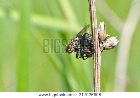 Couple of house flies mating in wild. Macro of fly insect close up in the grass.