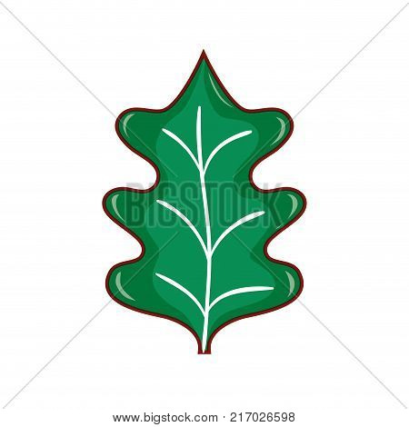tropical kale leal natural plant vector illustration