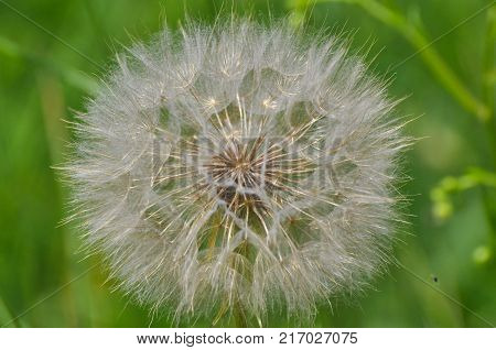 Yellow salsify flower seeds. Western salsify or big dandelion flower