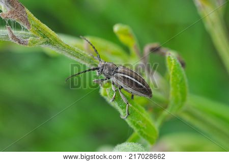 Longhorn beetle, Agapanthia cardui, in the grass. Big beetle on stalk of grass