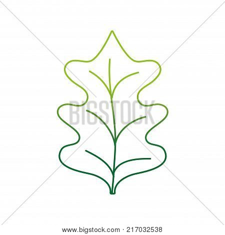 color line tropical kale leal natural plant vector illustration