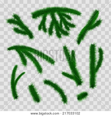 Collection of Fir Branches. Set of Realistic Detailed Christmas tree branches. Symbol of Christmas and New Year isolated on white background for your design. Vector illustration