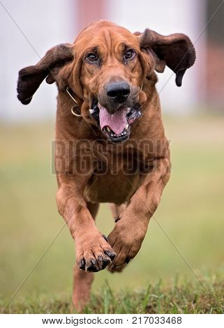 Bloodhound running towards camera with ears flopping.