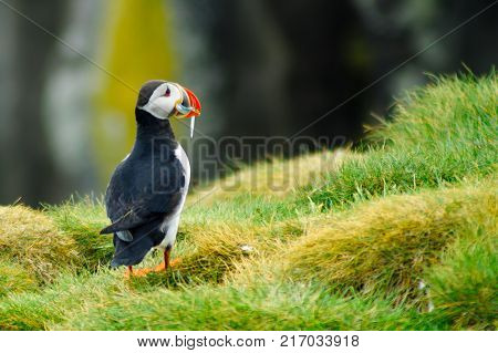 A puffin holding fish in his mouth on a cliff in southeastern Iceland