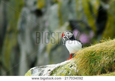 A puffin holding fish in his mouth on a cliff in southeastern Iceland