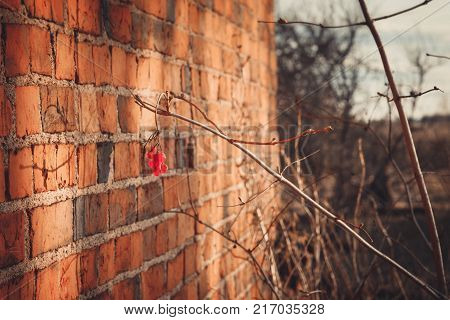 Ruins Of A Ruined Old Large Factory.