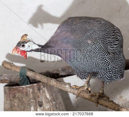 portrait of guinea fowl on the farm .