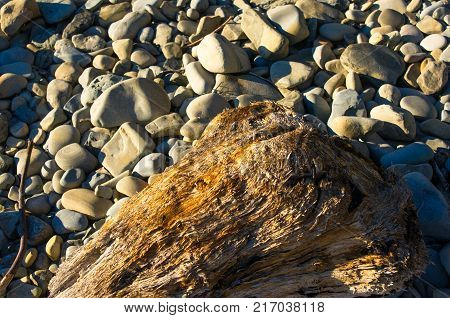 driftwood, washed up by the sea on a pebble beach on a warm summer day
