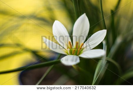 White Zephyranthes with green leaves background, closeup