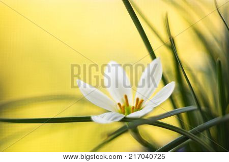 White Zephyranthes with green leaves background, closeup