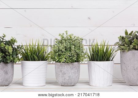 Pot plants in white pots and concrete on a background of white boards