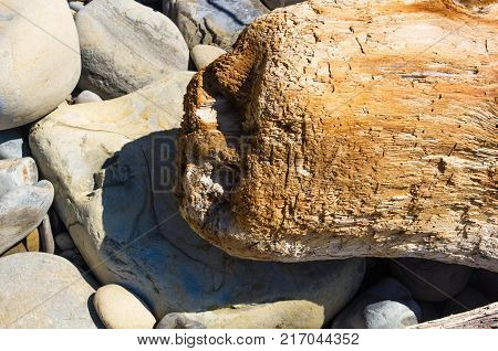 driftwood, washed up by the sea on a pebble beach on a warm summer day