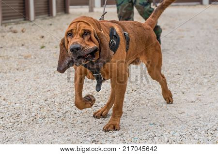 Bloodhound dog walking on gravel with a harness