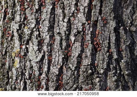 Red Bugs Bask In The Sun On Tree Bark. Autumn Warm-soldiers For Beetles