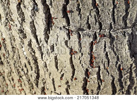 Red Bugs Bask In The Sun On Tree Bark. Autumn Warm-soldiers For Beetles