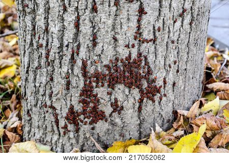 Red Bugs Bask In The Sun On Tree Bark. Autumn Warm-soldiers For Beetles