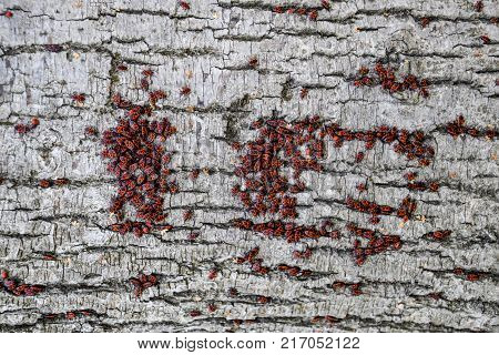 Red Bugs Bask In The Sun On Tree Bark. Autumn Warm-soldiers For Beetles
