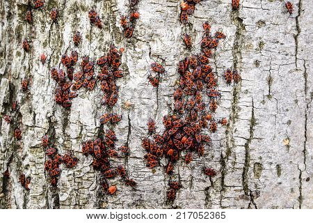 Red Bugs Bask In The Sun On Tree Bark. Autumn Warm-soldiers For Beetles