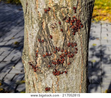 Red Bugs Bask In The Sun On Tree Bark. Autumn Warm-soldiers For Beetles