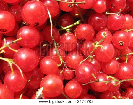 Bacche del ribes rosso