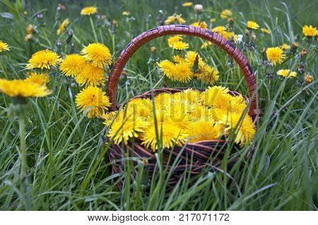 Beautiful spring flowers background with dandelion. Blossom flowers in the basket.