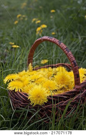 Beautiful spring flowers background with dandelion. Blossom flowers in the basket.