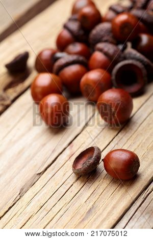 Horn Of Dried Acorns Dried.autumn Background.macro.closeup.autumn Athmosphere.