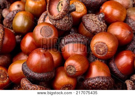 Horn Of Dried Acorns Dried.autumn Background.macro.closeup.autumn Athmosphere.