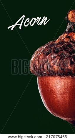 Horn Of Dried Acorns Dried.autumn Background.macro.closeup.autumn Athmosphere.