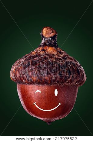 Horn Of Dried Acorns Dried.autumn Background.macro.closeup.autumn Athmosphere.