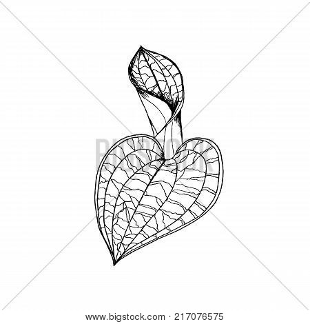 Macodes petola orchids leaves by hand drawing. Liner  illustration on white background.