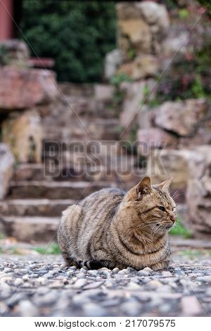 Lovely gray cat sitting on the stone look relax in the park.