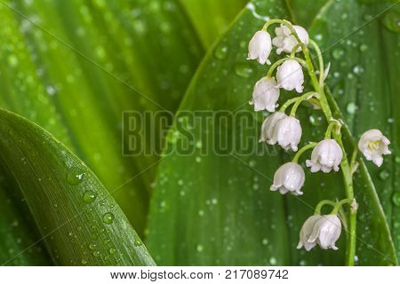 Lily of the Valley close up. May-lily leaves with dew drops. Sun rays on spring flowers.