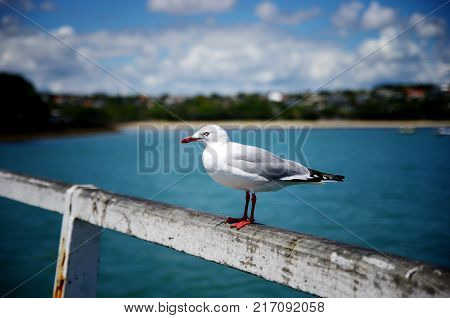 Close up portrait of seagull bird against blue sky and shore in the background.
