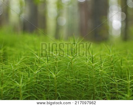 A flower-bed of green moss in summer on blurred background