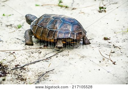 Gopher Tortoise