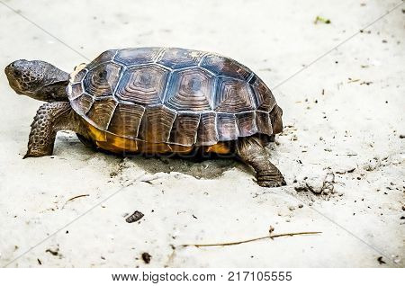 Gopher Tortoise