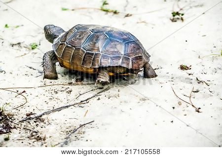 Gopher Tortoise