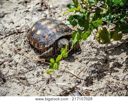 Gopher Tortoise
