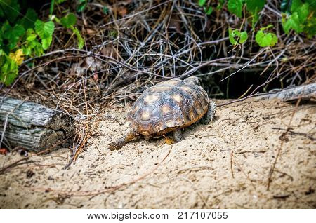 Gopher Tortoise