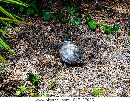 Gopher Tortoise