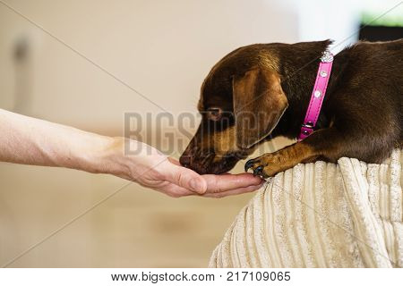 Little Dog Eats Food From Hand