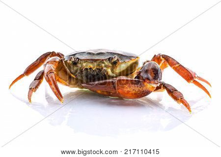 close up Freshwater crab on White background. Ricefield crab in Thailand.