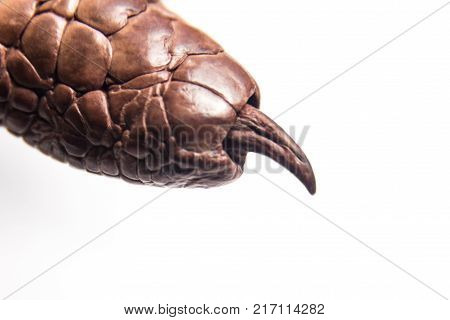 Claw of dried crocodile paw on white background.