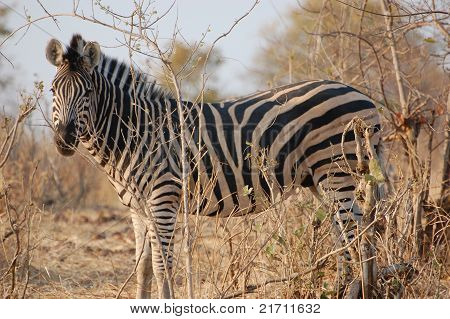 Zebra