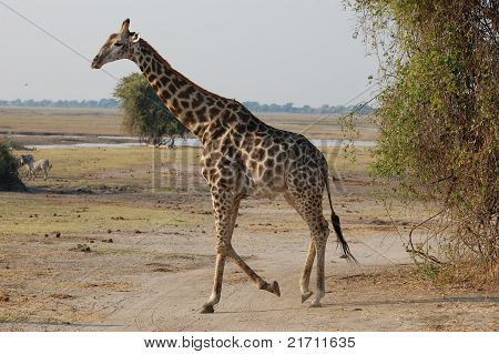 Giraffe
