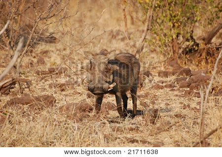 Warthog