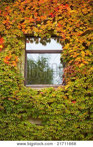 Wand mit farbigen Herbst-Rebe und Efeu überwachsen