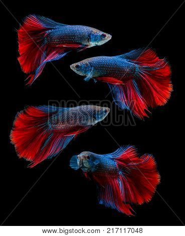Collections of fish isolated on black background. siamese fighting fish Betta fish